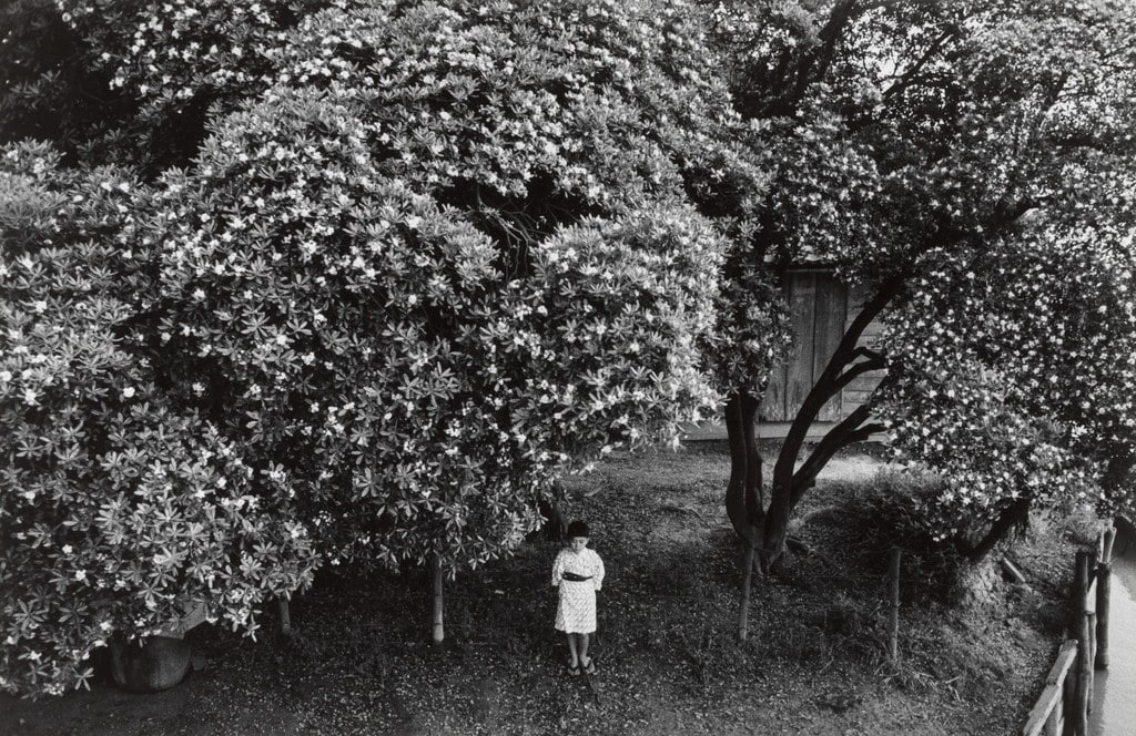 Under the Japanese Cheesewood