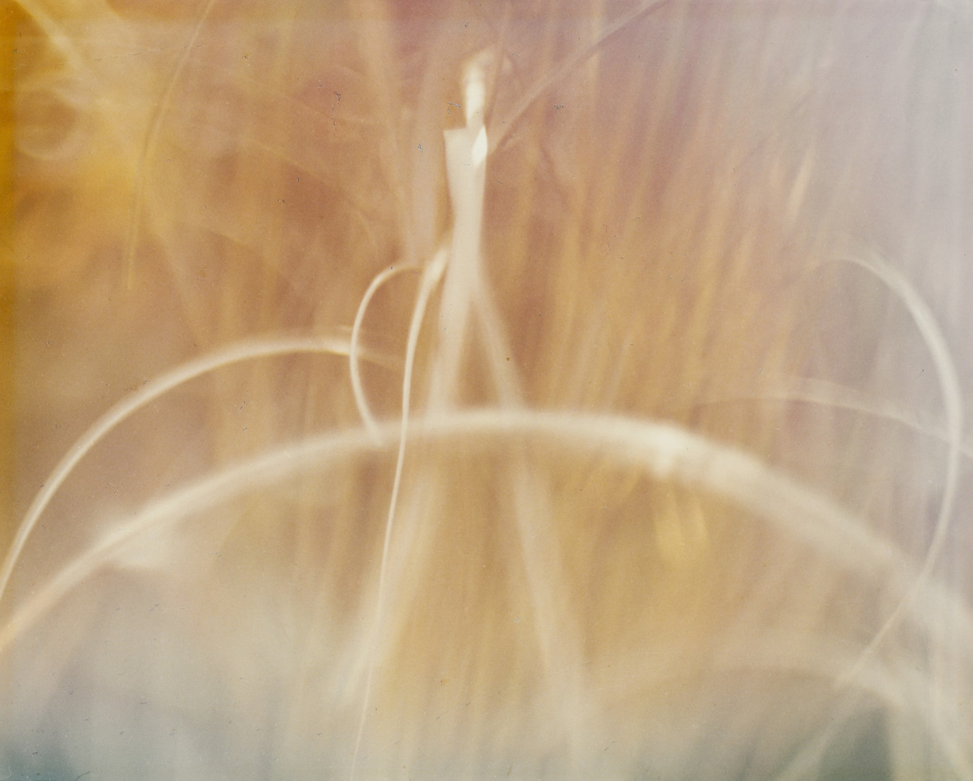 Grasses no. 2