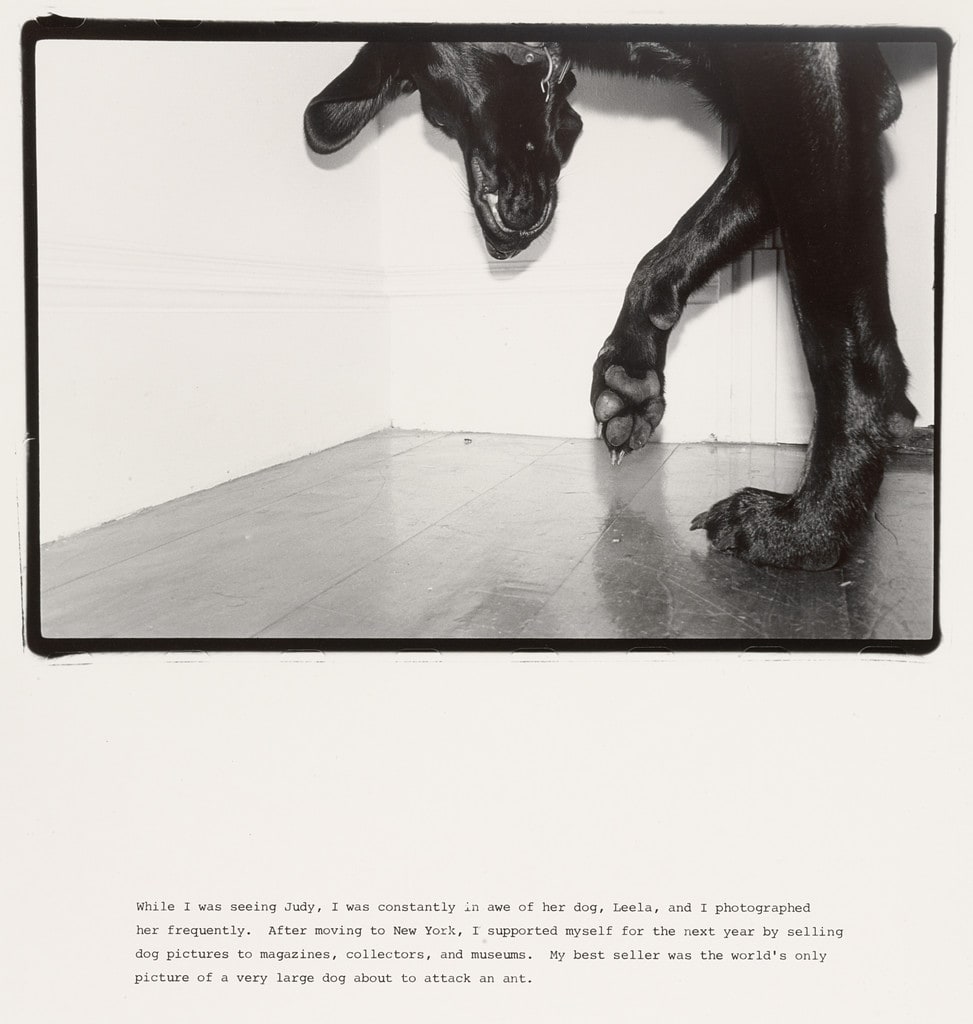 When I was seeing judy, I was constantly in awe of her dog, Leela, and I photographed her frequently