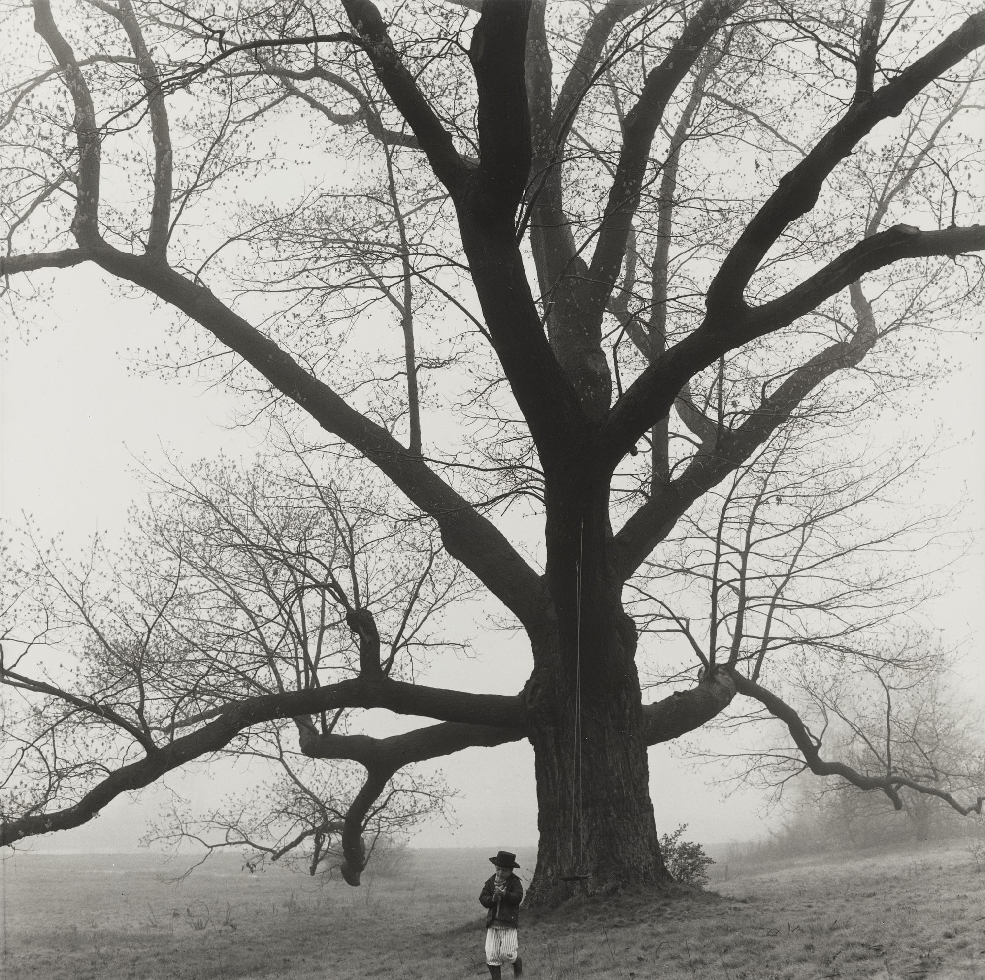 Bruce and the Giant Oak Tree