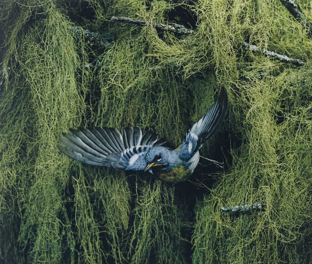 Parula Warbler, Great Spruce Head Island, Maine