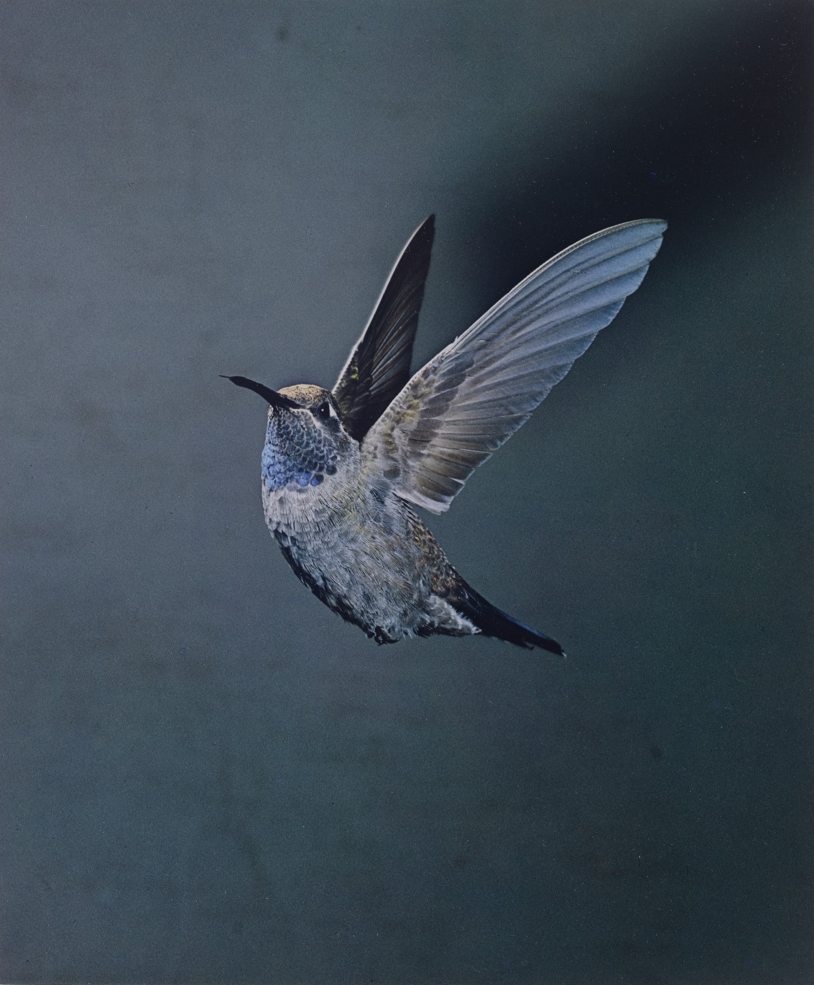 Blue-Throated Hummingbird, Chiricahua Mountains, Arizona
