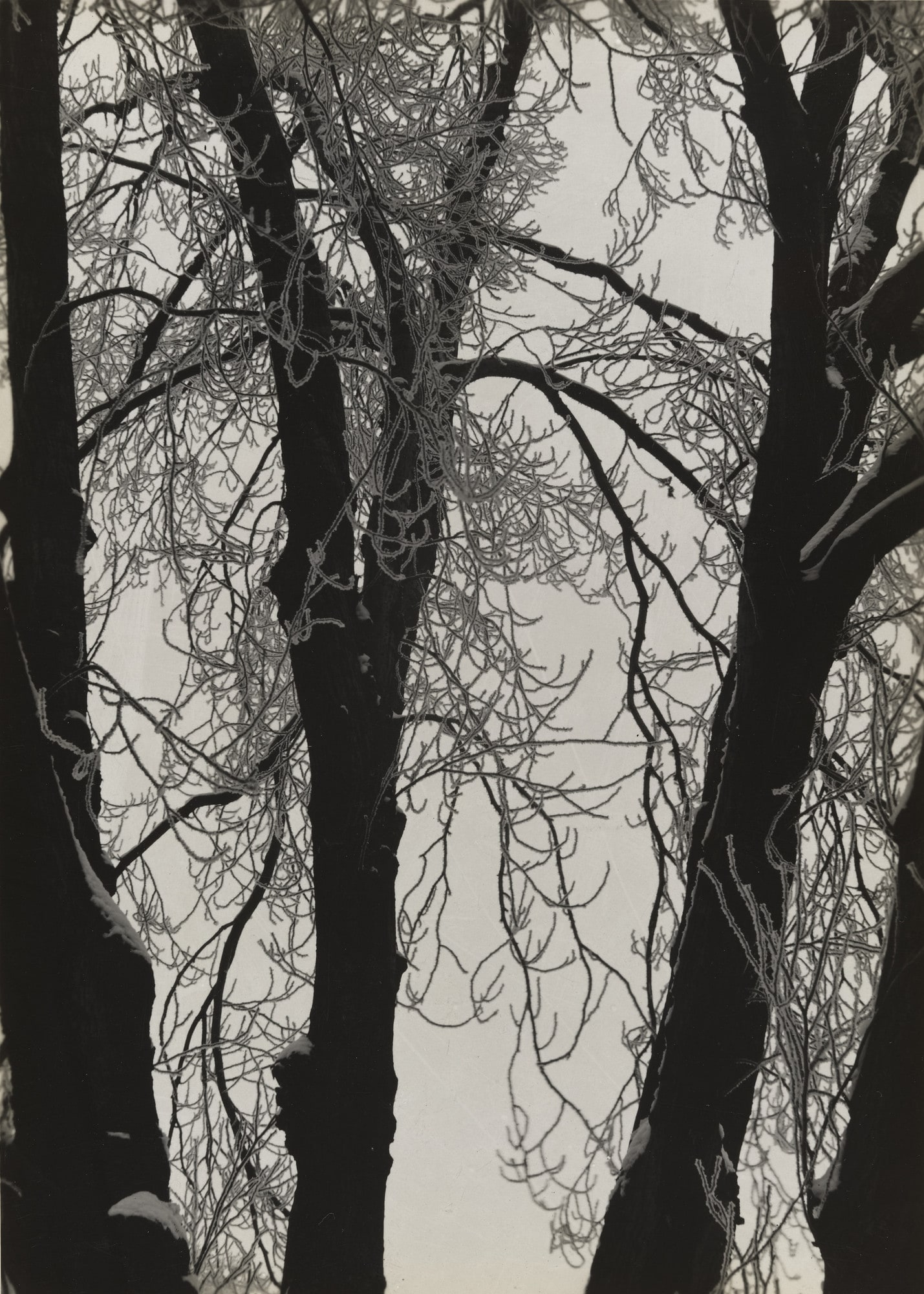 White Poplar