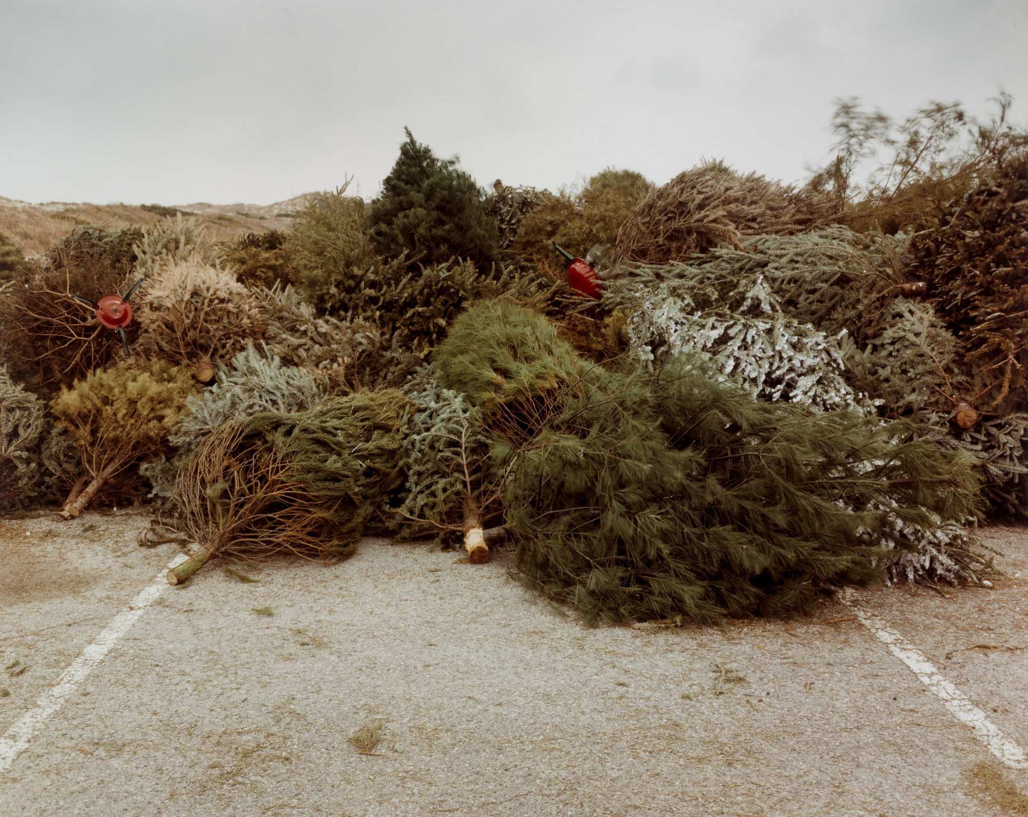 Beaches. Discarded Christmas trees, temporarily stored here in the parking lot of the picnic area at Ft. Macon, North Carolina, are used to establish new sand dunes. The trees catch blowing sand allowing for the formation of new dunes, Ft. Macon was built by the U.S. Army Corps of Engineers between 1826 and 1834