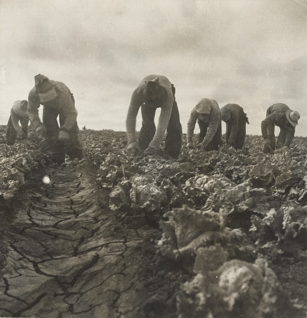 Filipinos Cutting Lettuce, Salinas Valley, California