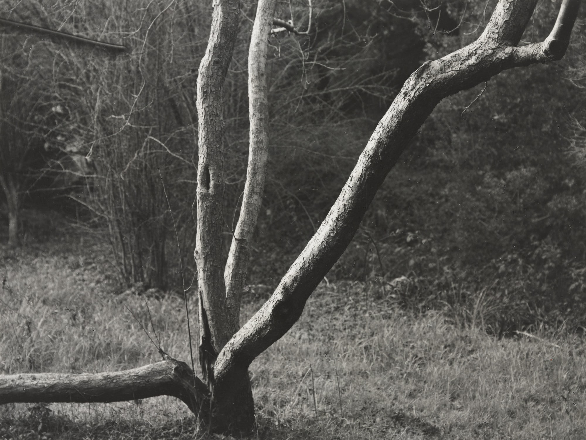 Split Tree
