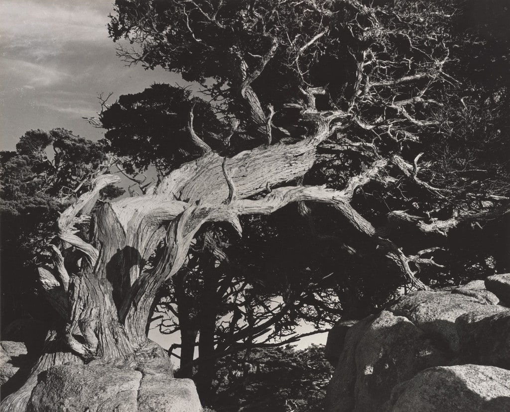 Record of Life Struggle, Point Lobos