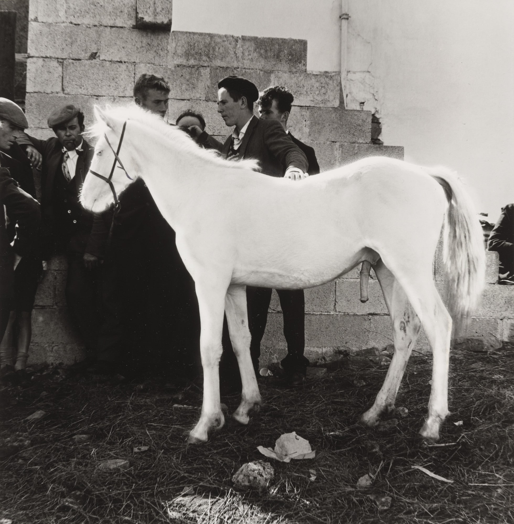 Albino Pony With Men, Clifton Fair, Ireland