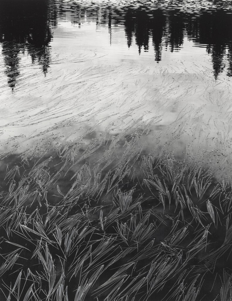 Grass and Water, Mt Baker, Washington