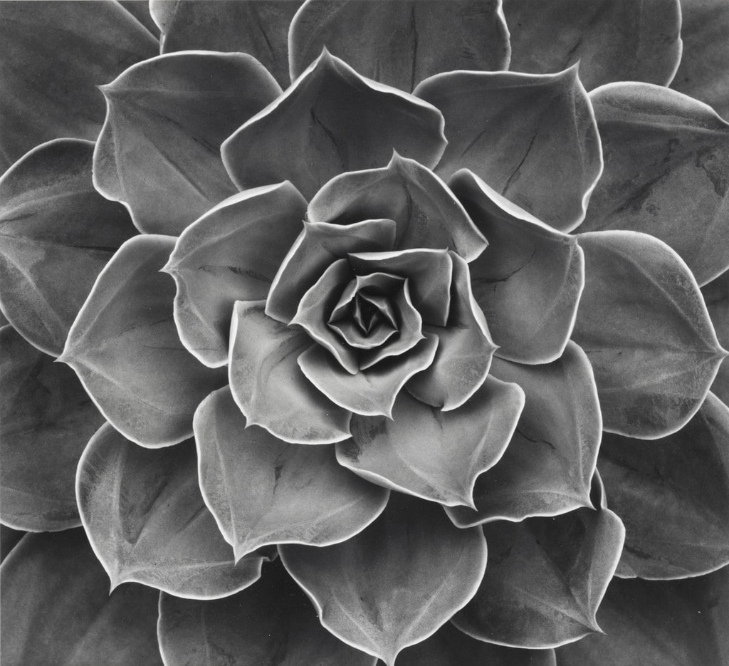 Succulent: Echeveria Subrigida Hybrid, Mill Valley, California