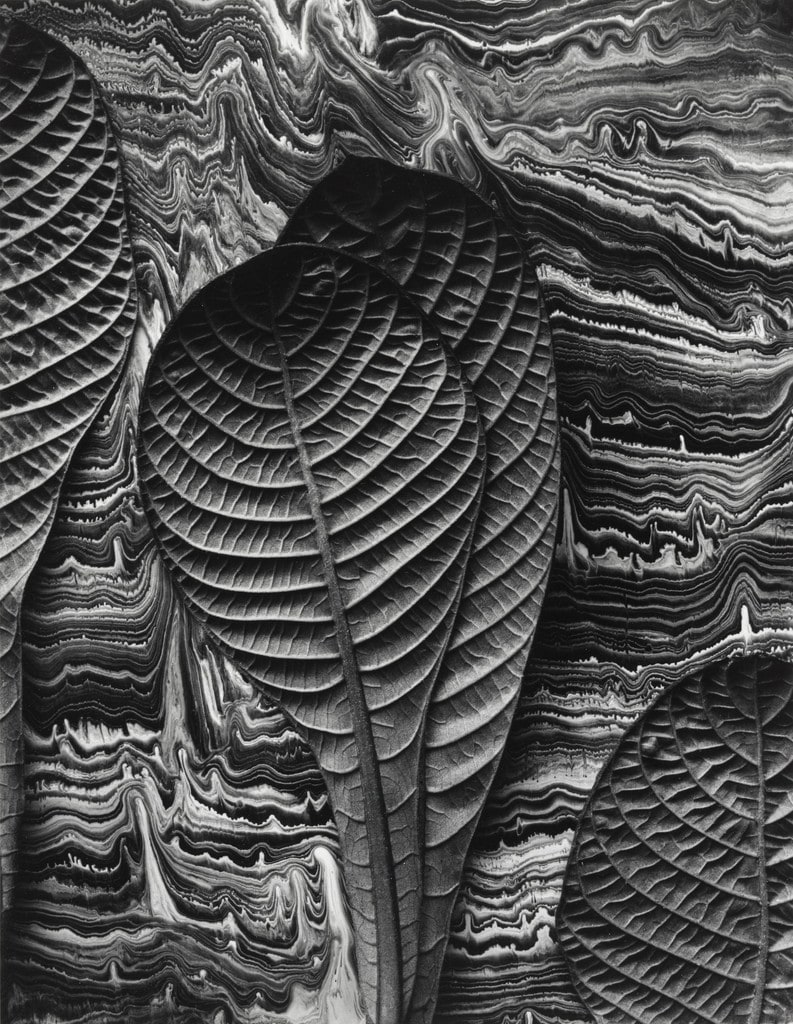 Tropical Leaves: Hoffmannia Refulgens, Mill Valley, California