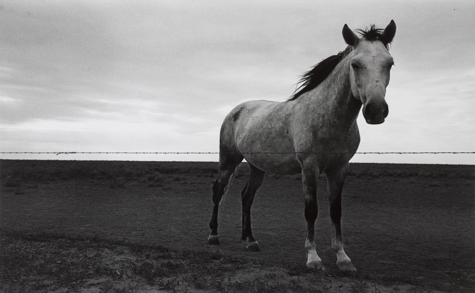 Untitled, HORSE, OKLAHOMA