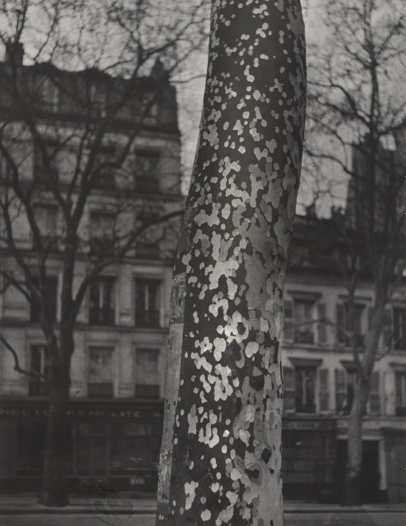 Plane Tree, Paris