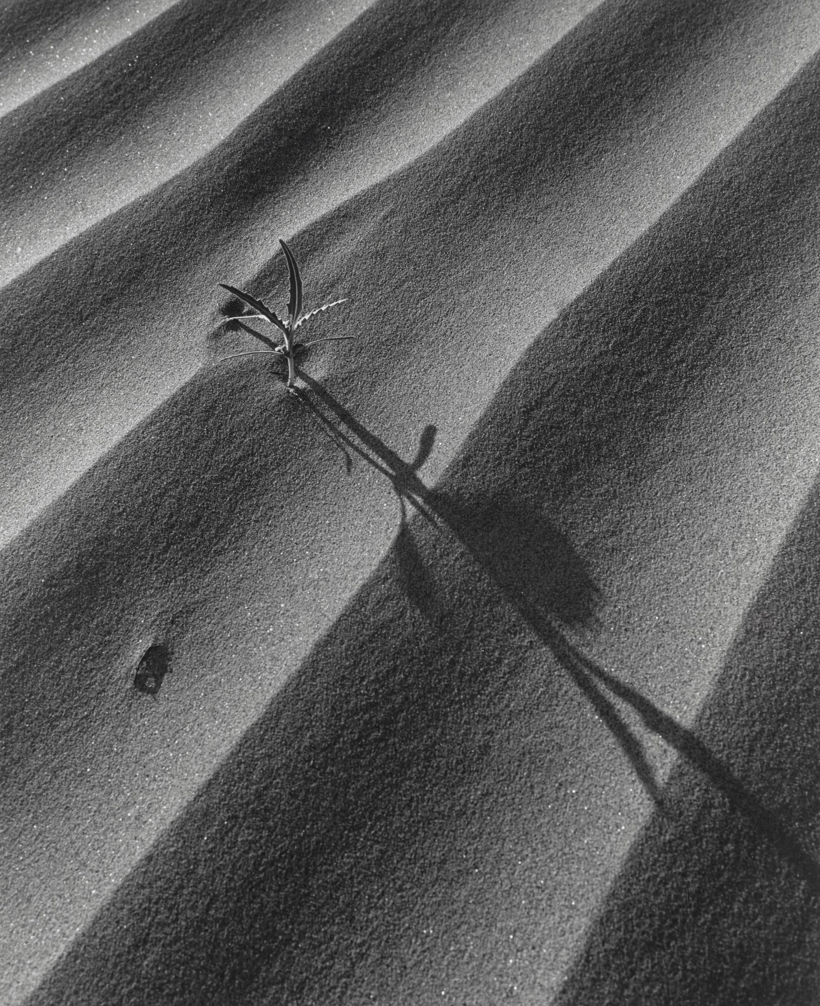 Sand Dune and Plant, Palm Desert, California