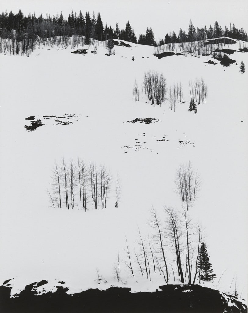Aspens, Colorado
