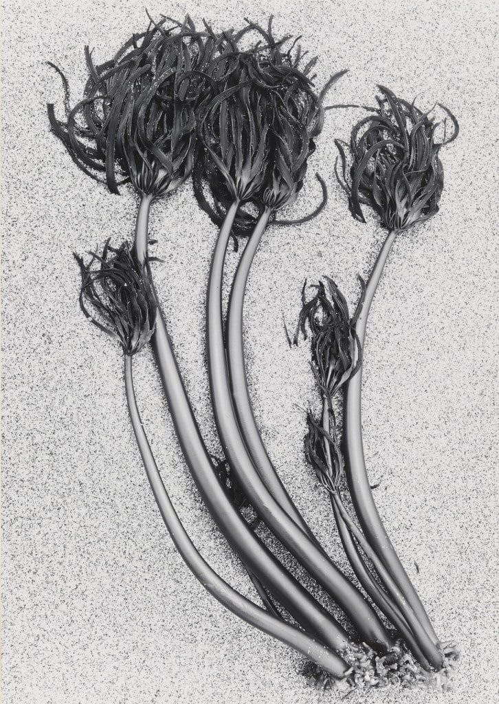 Kelp, Santa Cruz
