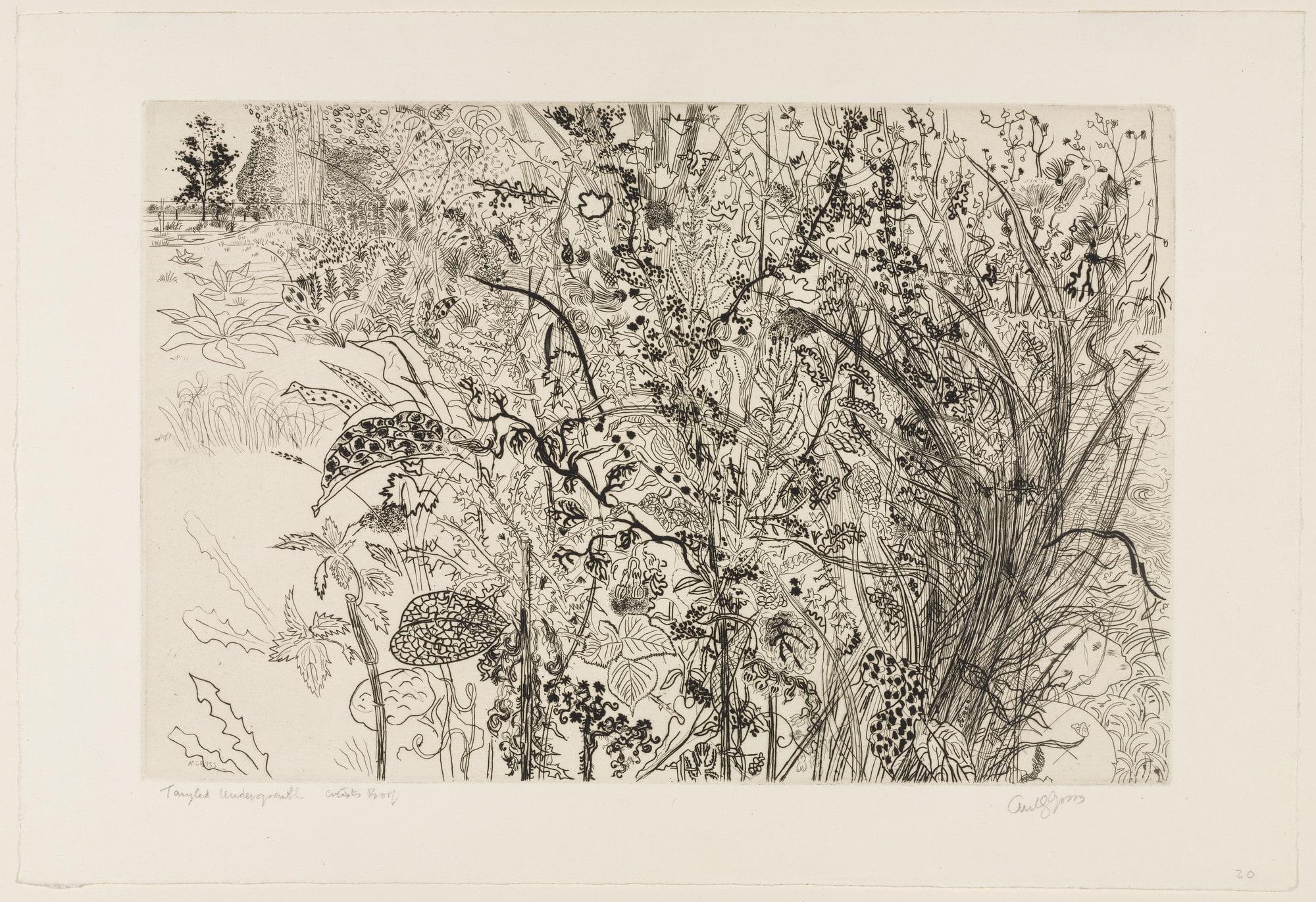 Tangled Undergrowth