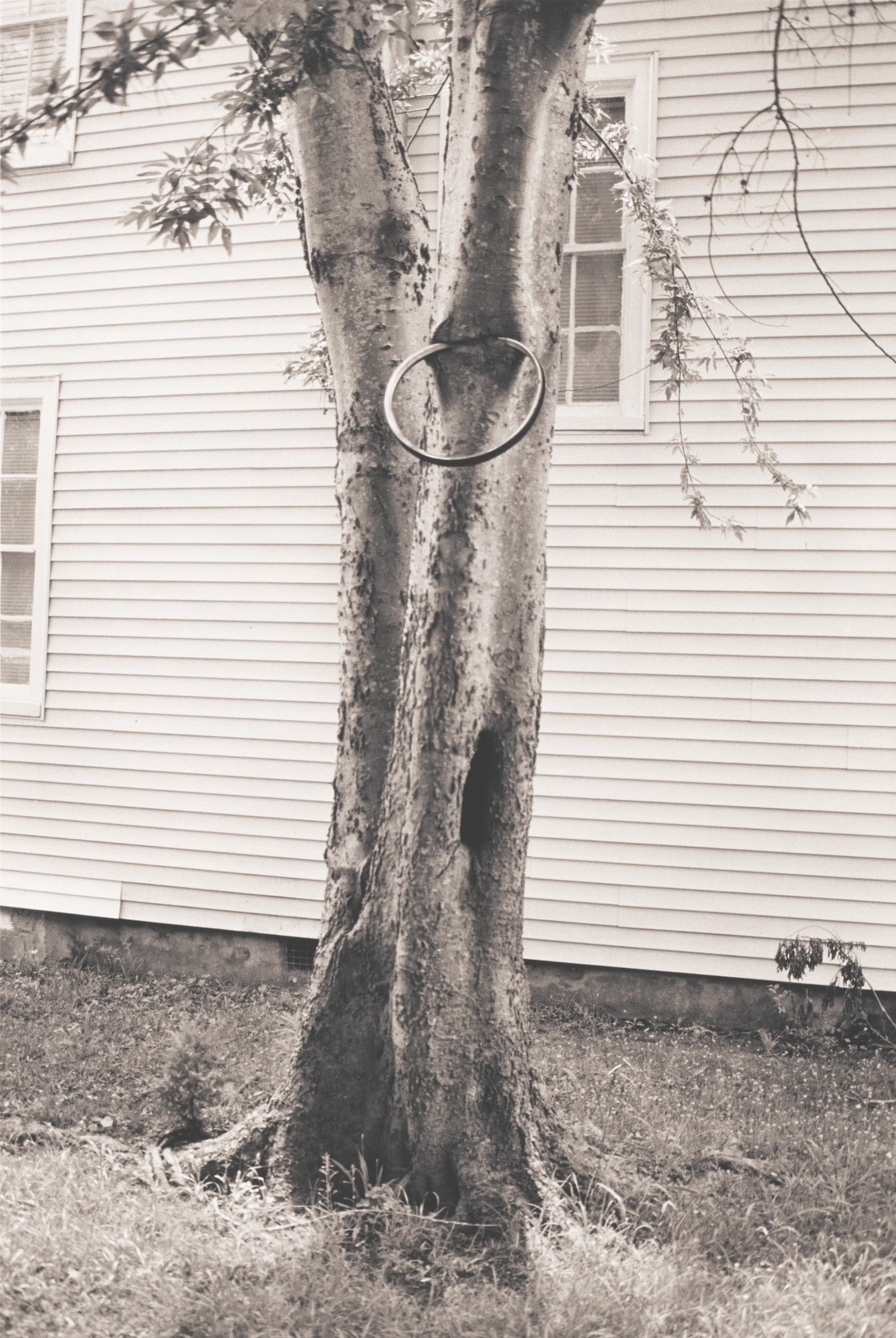 Money Tree (for Parkett no. 31)