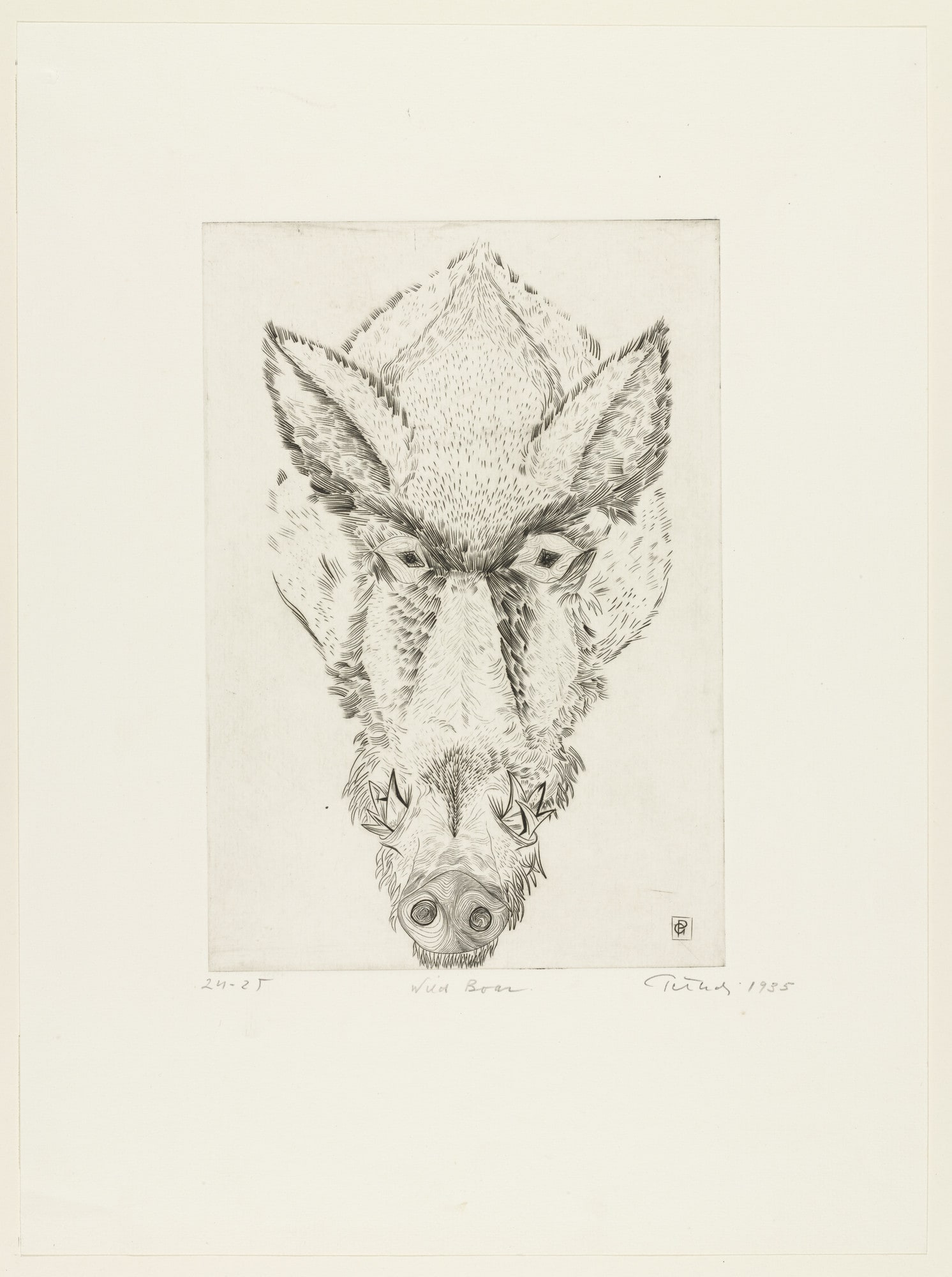 Wild Boar
