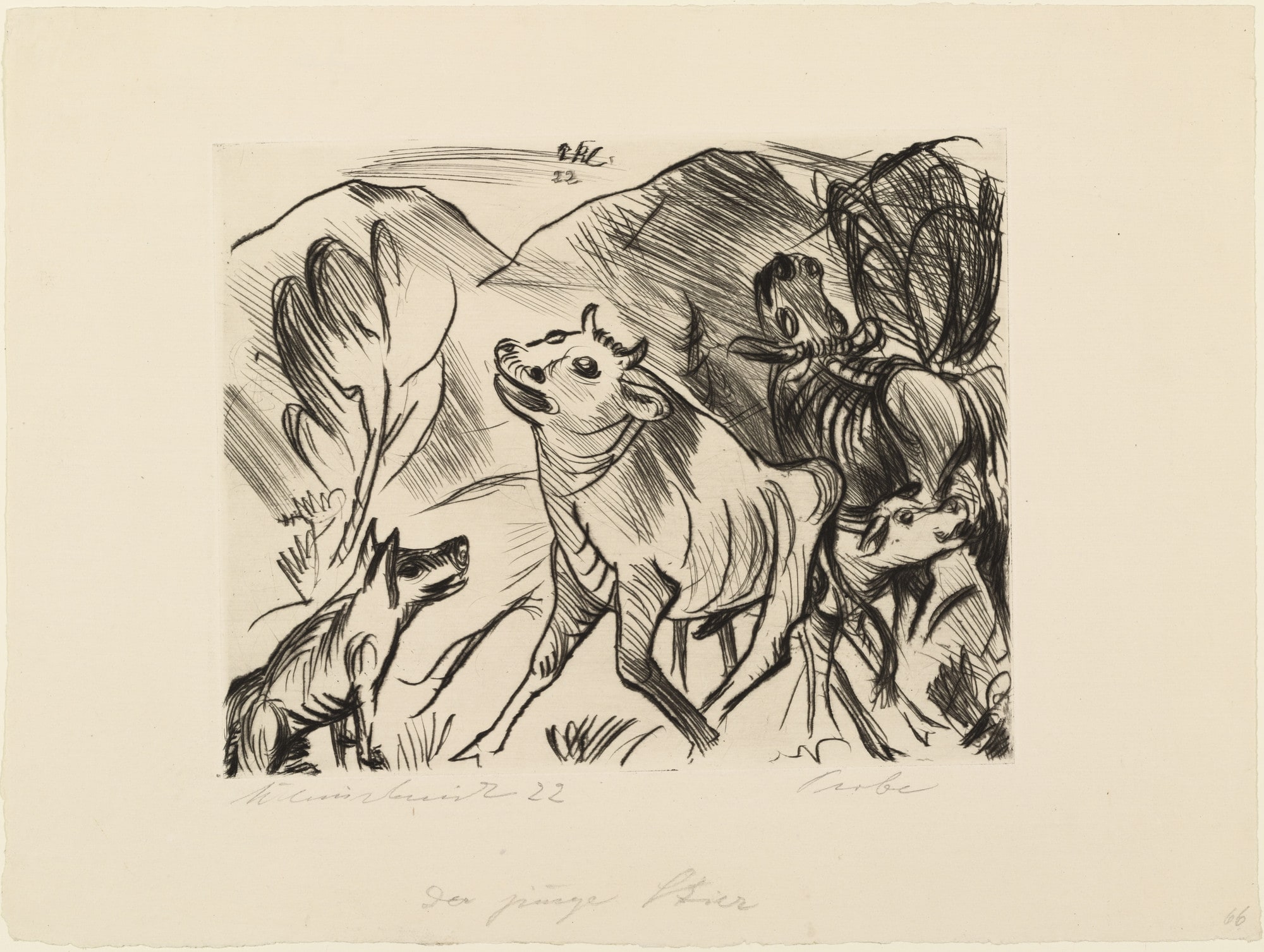 The Young Bull (Der junge Stier)