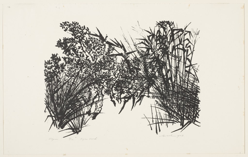 Olive Trees