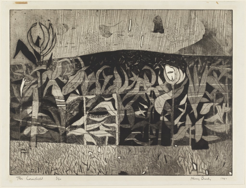 The Cornfield