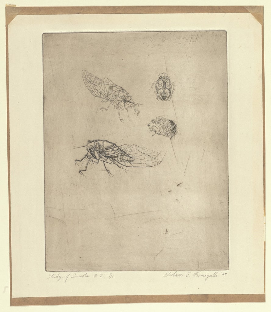 Study of Insects #3