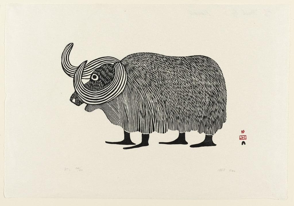 Musk Ox