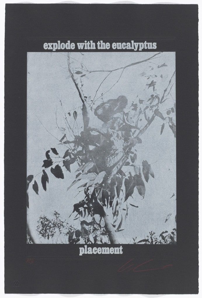 Explode with the Eucalyptus / Placement from the series White Bears