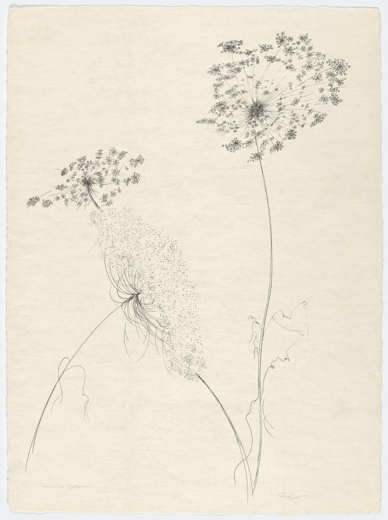 Queen Anne's Lace from the portfolio Of Nature, Of Man