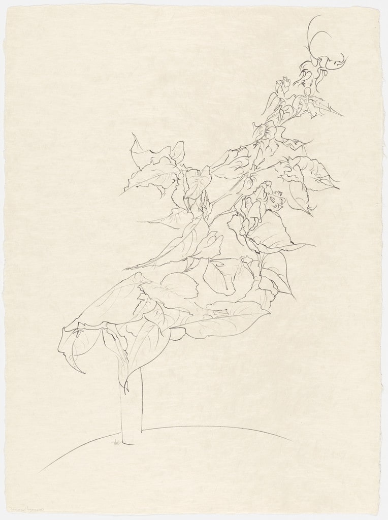Bougainvillea from the portfolio Of Nature, Of Man