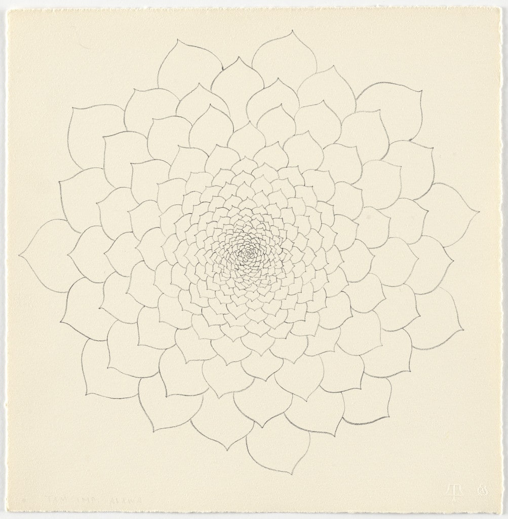Untitled (TAM.1480, Succulent from the portfolio Flowers)