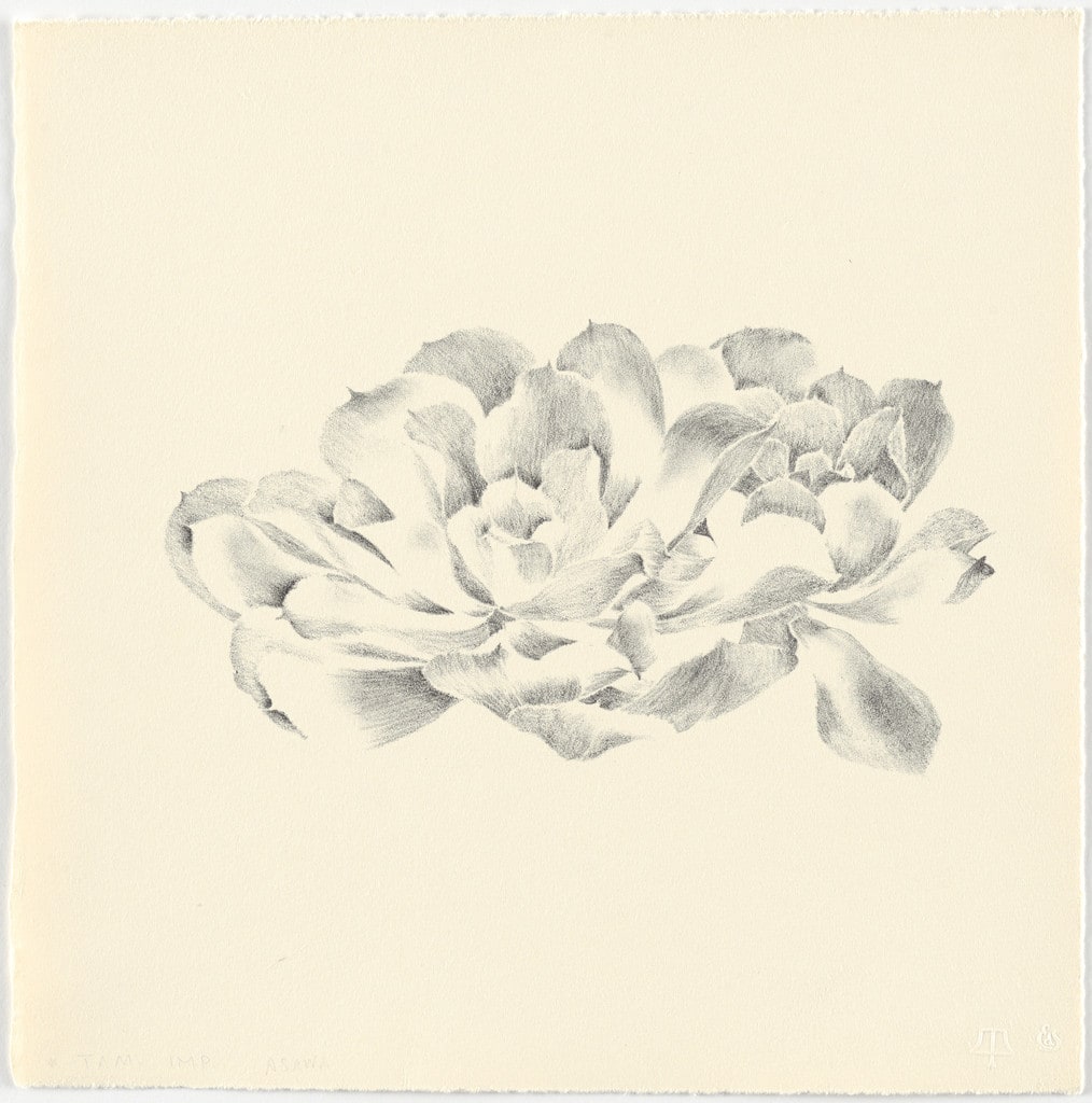 Untitled (TAM.1481, Succulent from the portfolio Flowers)