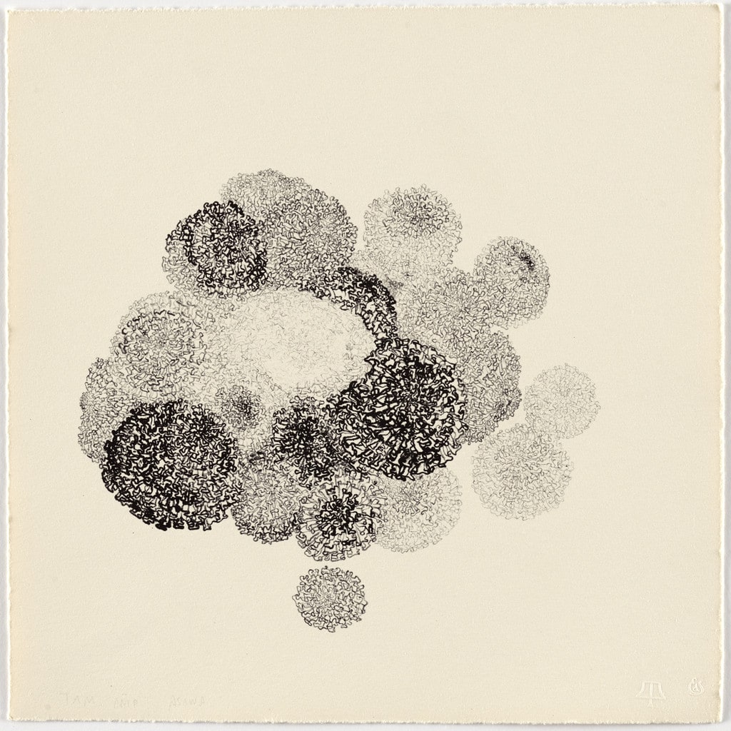 Untitled (TAM.1483, Marigolds from the portfolio Flowers)