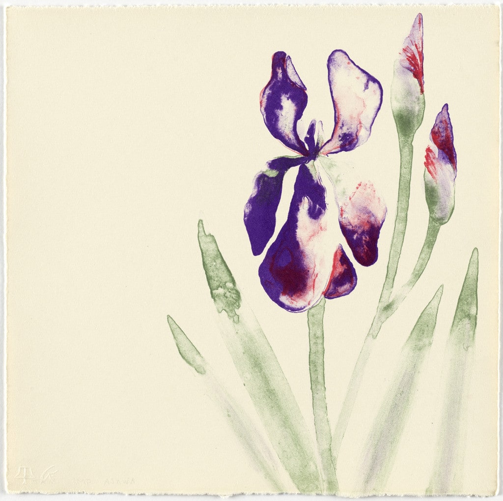 Untitled (TAM.1492, Iris from the portfolio Flowers)