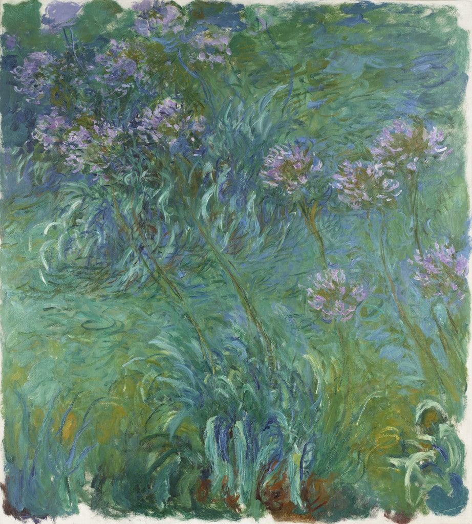 Agapanthus