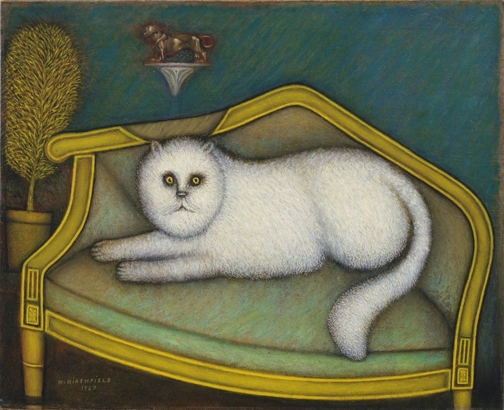 Angora Cat