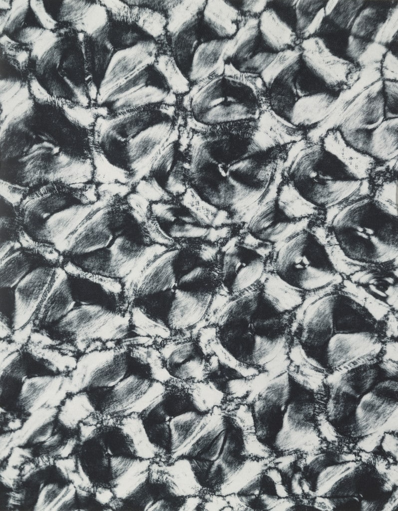 Segment of Rhinoceros Horn