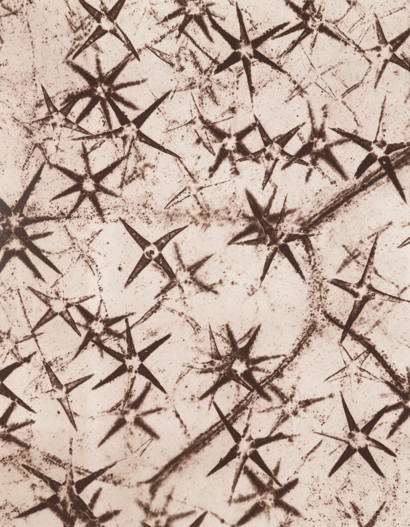 Star-shaped Bristles of Pentzia