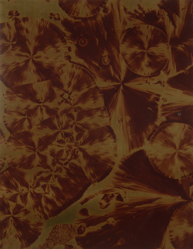 Brazilwood II