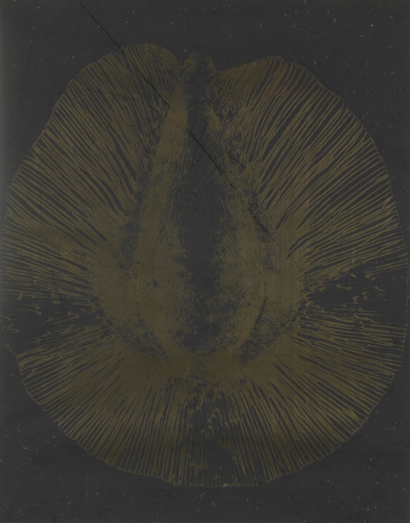 Seed