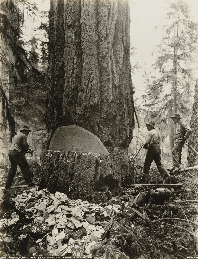 Snapshot of fellers sawing down a seven-foot fir. Undercut is four feet from ground which means modern logging economy
