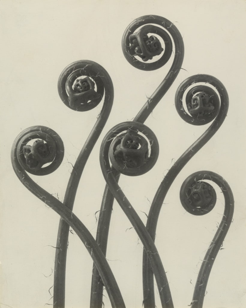 Adiantum pedatum