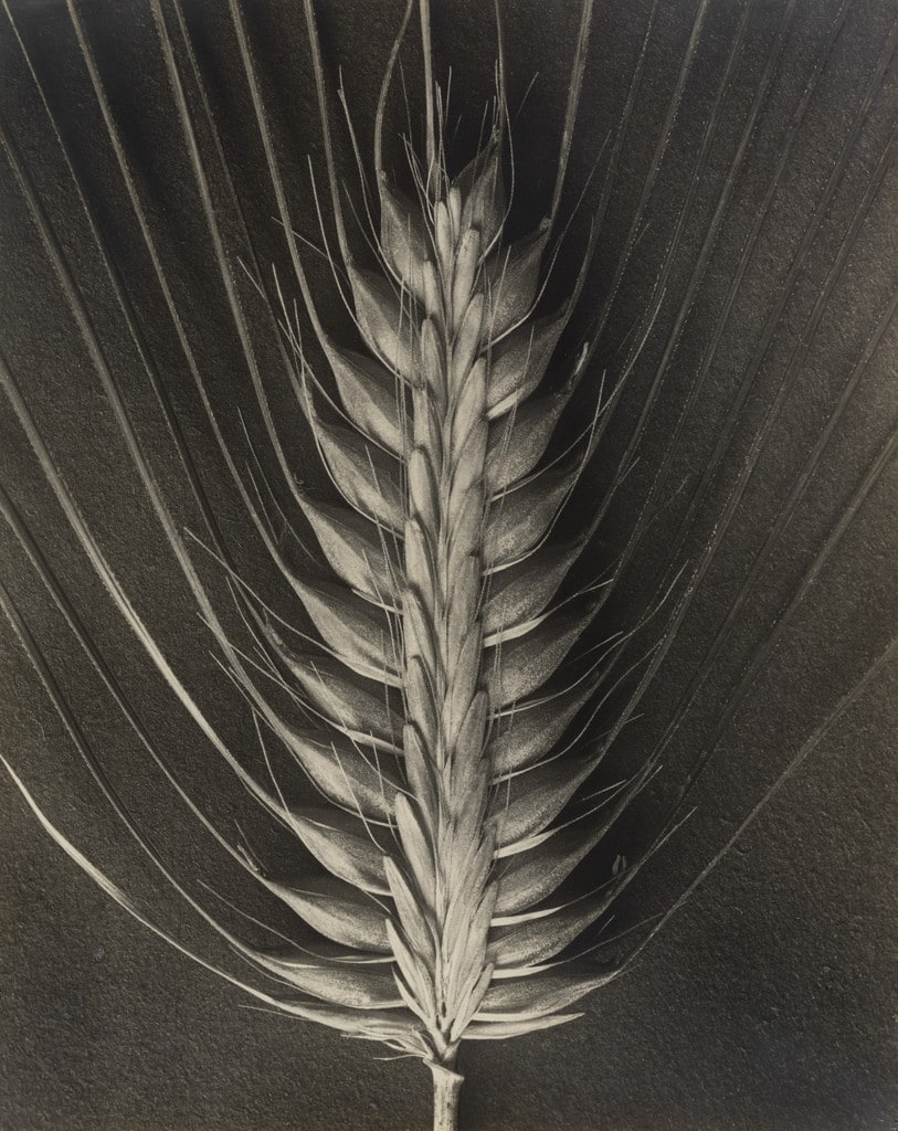 Hordeum distichum