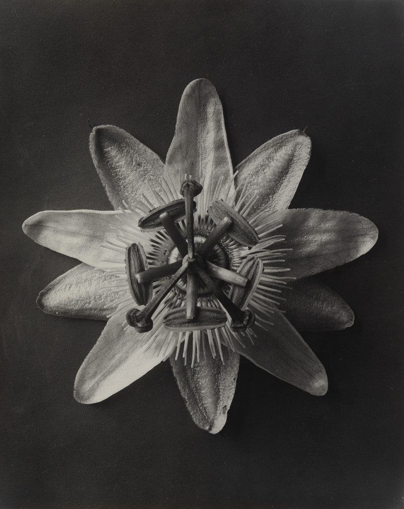 Passiflora,