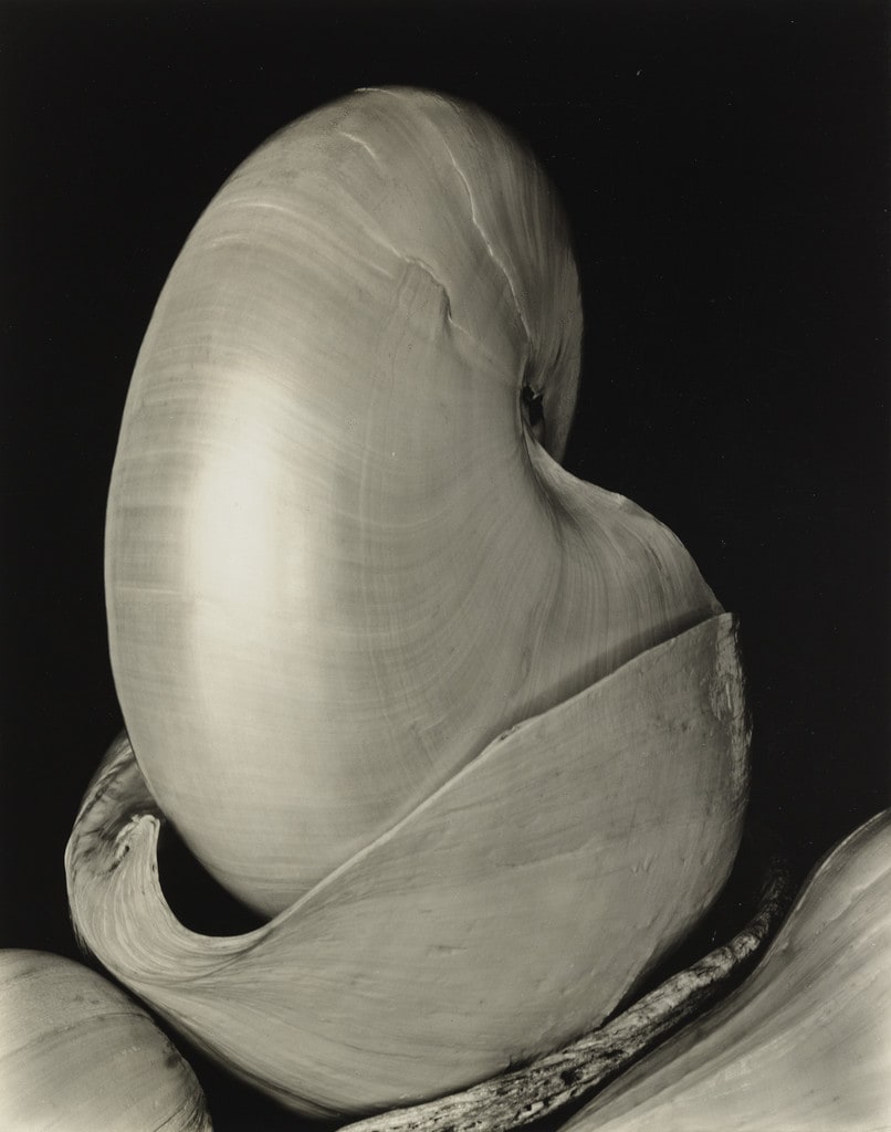 Shells