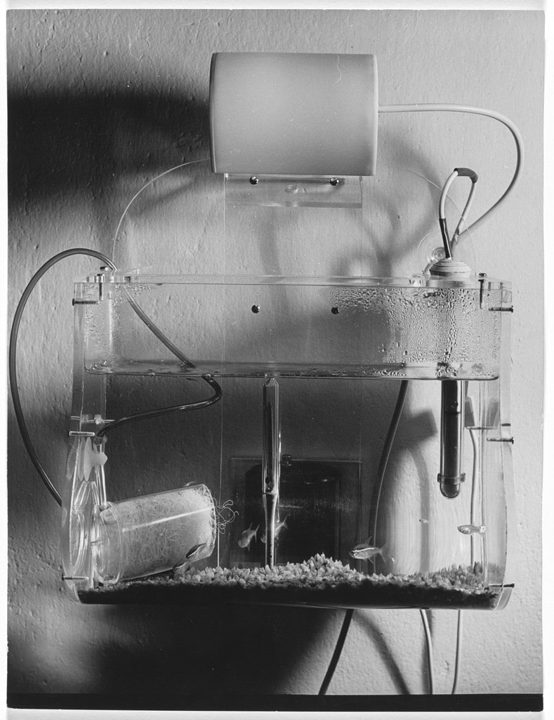 Project for Tropical Fish