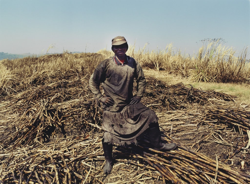 Untitled, from the series Sugar Cane