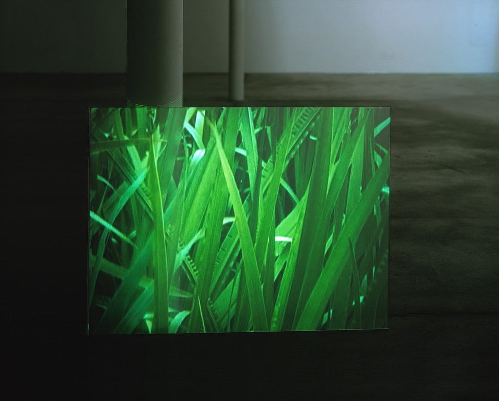 Gras