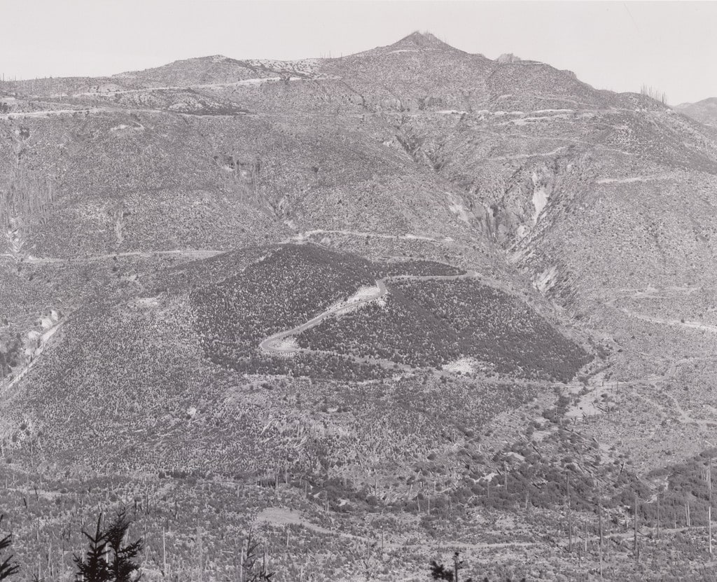 Growth in old clear-cut, replanted sooner after eruption, is more advanced than in surrounding salvage areas
